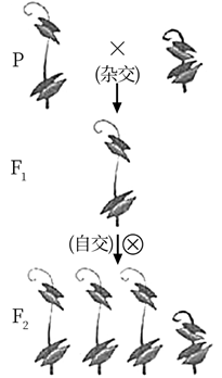 全为高茎豌豆,f  自交得f  (如图).