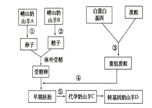 为了加快优良种牛的繁殖速度,科学家采用了以下两种方法,请根据图示