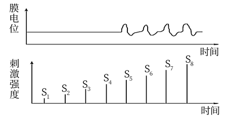 如圖為刺激強度與神經細胞膜電位變化之間的關係.