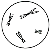 说明: figure