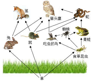 生态系统坐标图简图图片