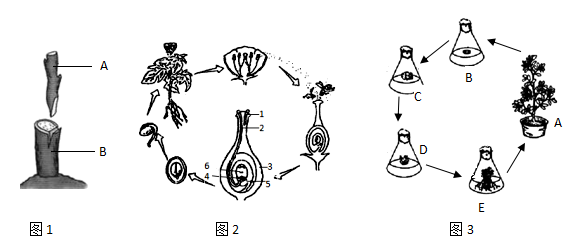 繁殖 图示图片