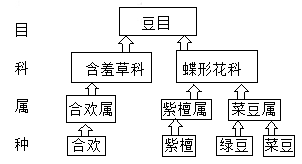 如图是部分哺乳动物分类图示.请据图回答问题.