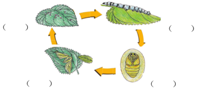 蚕变成蝴蝶的过程图片