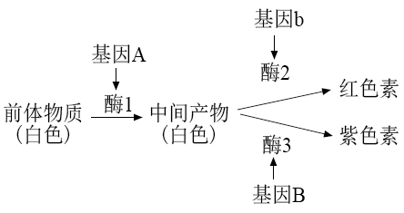 为实验材料进行杂交实验,并通过分析实验结果,发现了生物的遗传规律