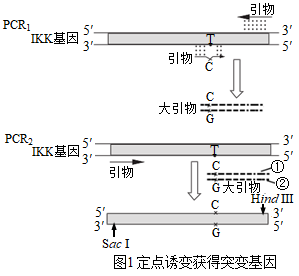 黑腹果蠅的第Ⅳ號染色體多1條(Ⅳ號三體)或者少1條(Ⅳ號單體)都可以生