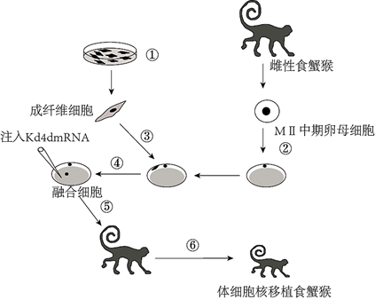 細胞工程 動物細胞的培養和核移植技術 動物體細胞核移植技術和克隆