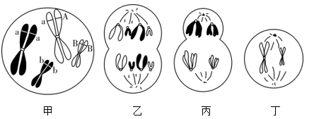 生物有丝的过程图图片