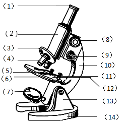 (1)安放好顯微鏡後,轉動〔〕_________使低倍物鏡對準__________(2)
