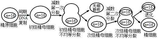 下列有關有絲分裂,減數分裂和受精作用的說法,正確的是( )