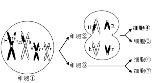 如圖表示某種動物不同個體的細胞分裂過程,相關敘述錯誤的是( )a.