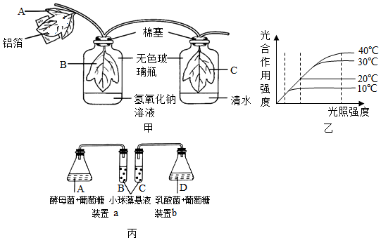 如圖甲是選取生長正常的天竺葵葉進行的光合作用實驗,圖乙是光合作用