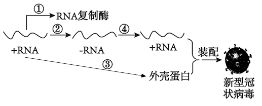 rna病毒该病毒以rna为模板以宿主细胞内的物质为原料可指导合成rna