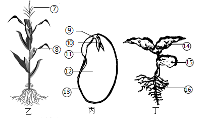 被子植物怎么画图片