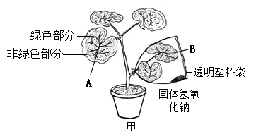 下圖是驗證光合作用需要二氧化碳的實驗裝置示意圖,據圖回答下列問題