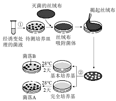 下表是用于从土壤中分离纯化土壤细菌的培养基的配方.请回答