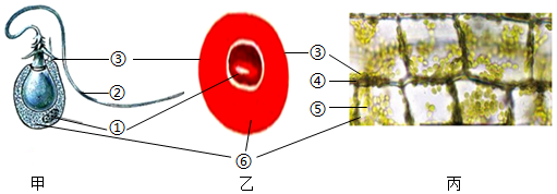 【推薦3】如圖是水螅的刺細胞(甲),蛙的紅細胞(乙)和苦草葉片細胞(丙)