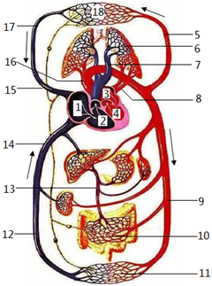 如圖是人血液循環示意圖,請據圖回答