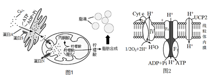 下圖為生物體的新陳代謝與atp關係的示意圖,請回答