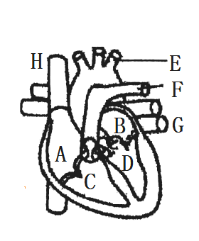 【推薦3】如圖所示是心臟結構示意圖.請據圖回答