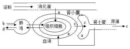 如圖是尿的形成過程示意圖,請據圖回答