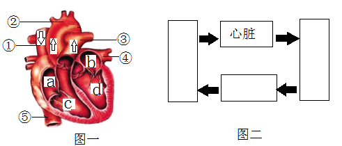 下圖為人體呼吸系統,消化系統,循環系統的生理活動示意圖,請據圖回答