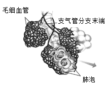 生物圈中的人 人體內物質的運輸 氣體的交換與運輸 肺泡與血液的氣體