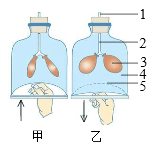 下图1的装置,可以在一定程度上模拟出图2中肺与外界气体之间的交换