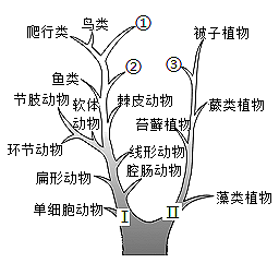 【推薦1】如圖是動植物進化的大致歷程圖,據圖回答問題