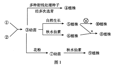 诱变育种的流程图图片