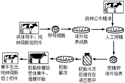 牛胚胎发育过程图图片