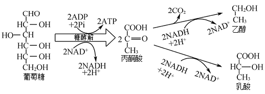 【推薦1】兩種無氧呼吸過程中物質和能量的變化如圖所示.