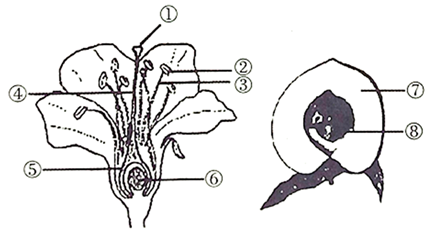 下圖是桃花的基本結構和子房內胚珠的示意圖,請根據圖回答下列問題