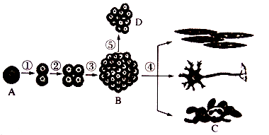 【推荐1】请观察下列细胞分化示意图,回答问题