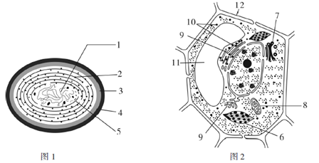 图a为蓝细菌细胞结构示意图,图b为水绵细胞结构示意图.