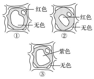 如图表示紫色洋葱鳞片叶外表皮细胞在不同浓度的蔗糖溶液中细胞吸水