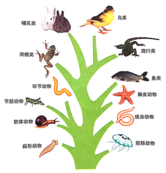 动物的分类树状图图片
